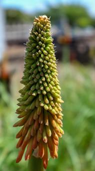 トーチリリー トーチリリーの写真