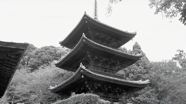 初秋三井寺の三重塔 初秋三井寺の三重塔 三井寺,三重塔,相輪の写真素材