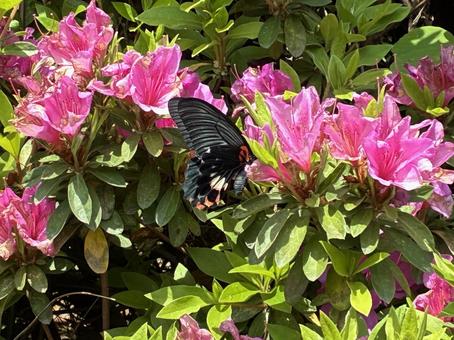 Swallowtail and Azalea, JPG Swallowtail and Azalea, JPG