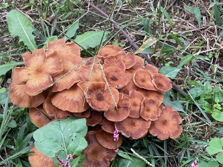 ナラタケモドキ  キノコ　秋　雑木林の写真