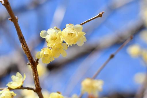 蝋梅の花 蝋梅の花の写真