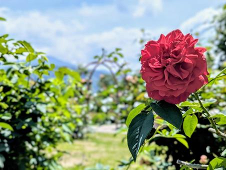 雨上がりの薔薇 雨上がりの薔薇の写真