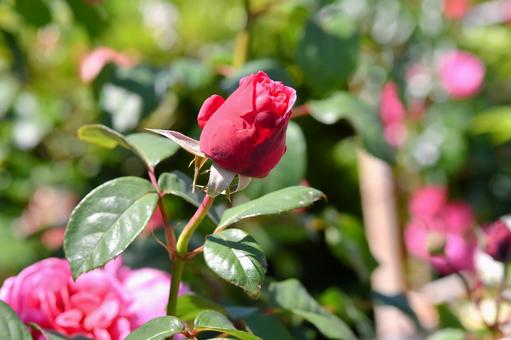 薔薇 アライブ 薔薇 アライブ 薔薇,アライブ,ピンクの写真素材