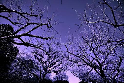 Plum blossoms waiting for spring①, JPG Plum blossoms waiting for spring①, JPG