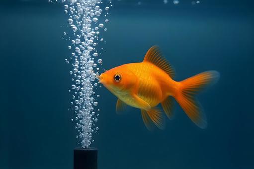 泡に迫る金魚 泡に迫る金魚の写真