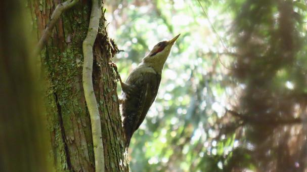 Photo, wild bird, birdie, bird, 