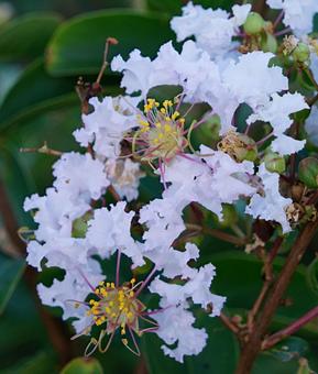サルスベリ 自然,鮮やか,屋外での写真素材