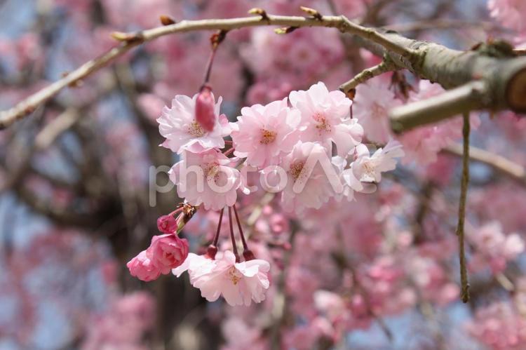 枝垂れ桜 枝垂れ桜,シダレザクラ,さくらの写真素材