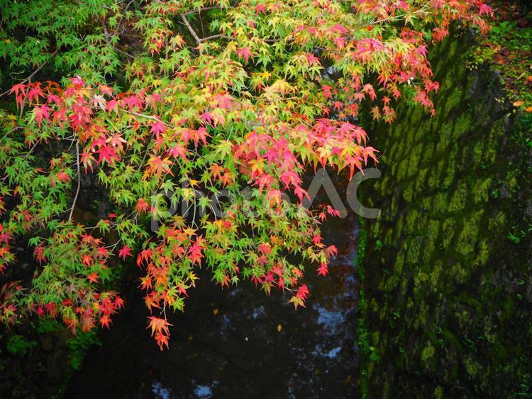 京都さんぽ　哲学の道の紅葉 京都,自然,紅葉の写真素材