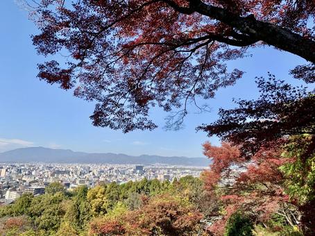 紅葉 紅葉,もみじ,山の写真素材