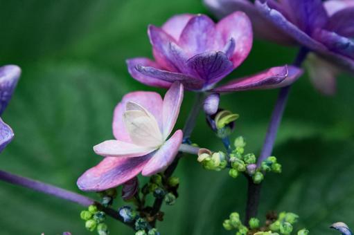 Hydrangea, JPG