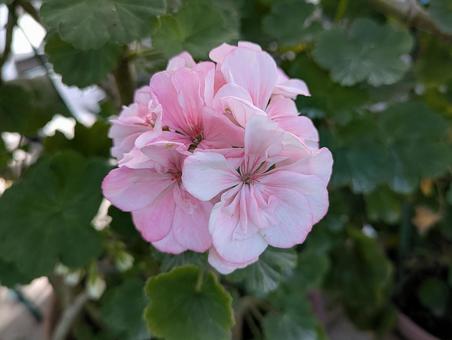 明るい光に包まれたピンクのゼラニウム 天竺葵,花,植物の写真素材