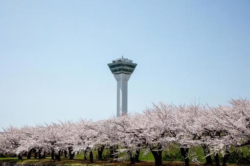 満開の桜と五稜郭タワー 満開の桜と五稜郭タワーの写真