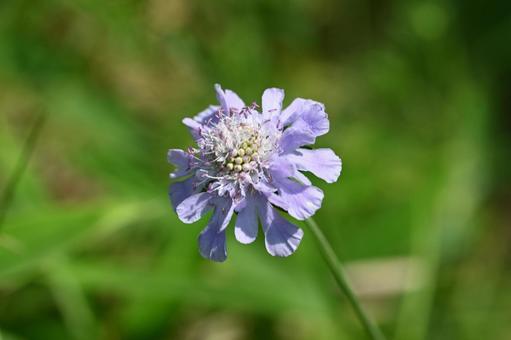 榛名ユウスゲの道で撮ったマツムシソウの花 榛名ユウスゲの道で撮ったマツムシソウの花の写真