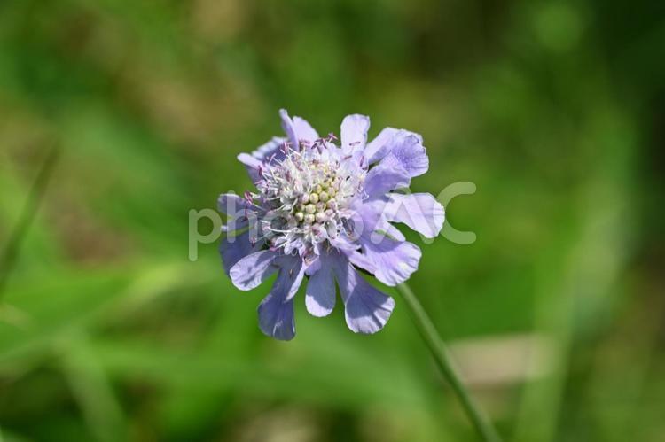 榛名ユウスゲの道で撮ったマツムシソウの花 夏,野草,雑草の写真素材