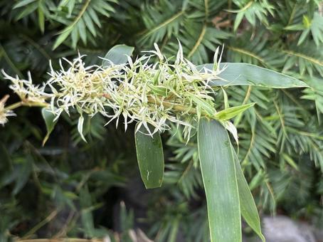 ササの花。 ササの花。 ササの花,笹の花,植物の写真素材