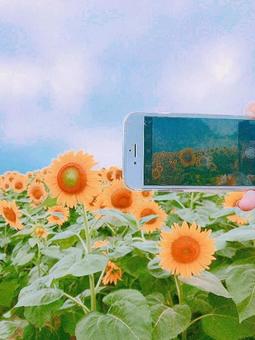 向日葵の丘 ひまわり,向日葵,空の写真素材