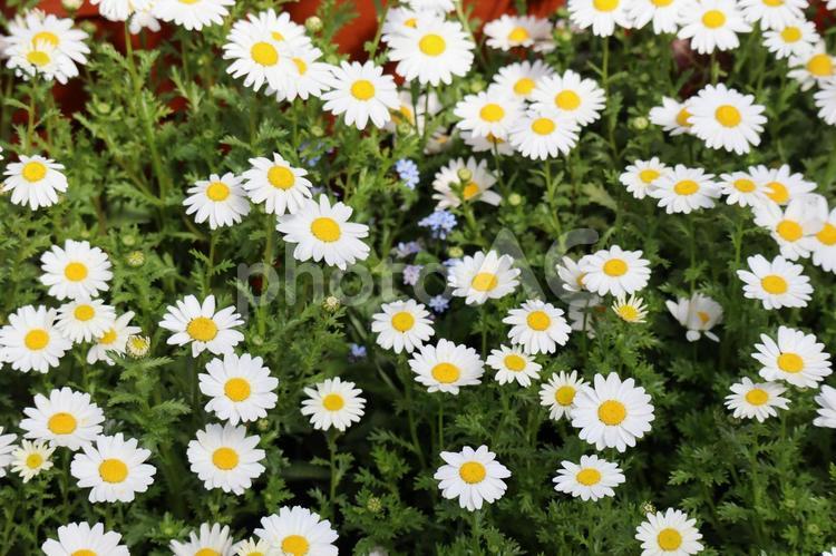 満開の白いクレサンセマムの花の咲く花壇 満開,白い,クレサンセマムの写真素材