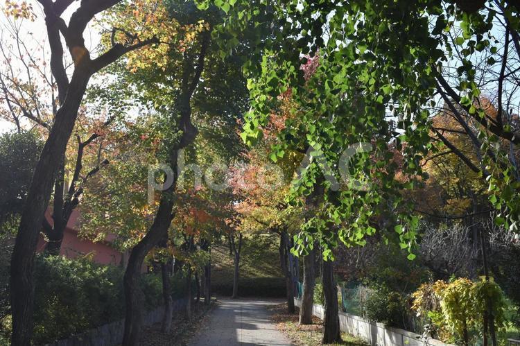 初冬の朝の横浜市北部の遊歩道の紅葉 樹木,木々,木の葉の写真素材