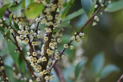 Photo, hisakaki, flowers, white flower, 