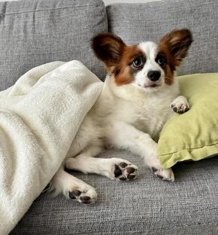 リラックス犬 リラックス犬の写真