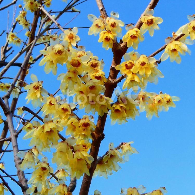 冬空と良い香りのロウバイの花 花,ロウバイ,青空の写真素材