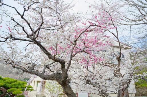 函館公園の桜 函館公園の桜,桜,函館公園の写真素材