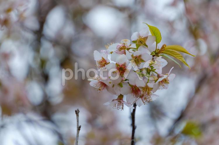 春を告げる淡い桜の花 桜,花,春の写真素材