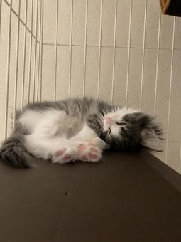 猫 猫,ノルウェージャンフォレストキャ,子猫の写真素材