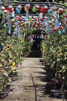 おふさ観音風鈴まつり おふさ観音風鈴まつり 風鈴,夏祭り,ひまわりの写真素材