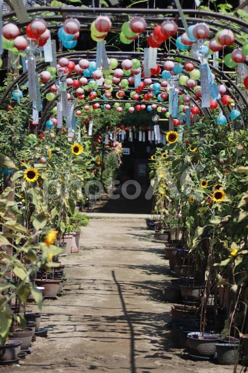 おふさ観音風鈴まつり 風鈴,夏祭り,ひまわりの写真素材