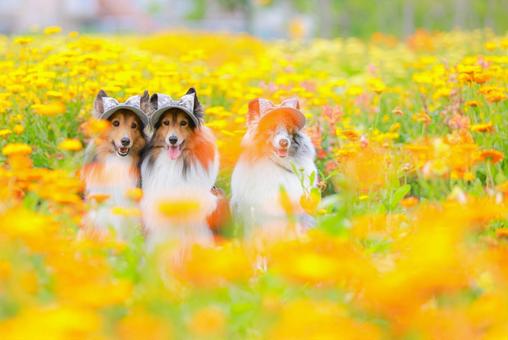 シェルティ 犬,ペット,シェルティの写真素材