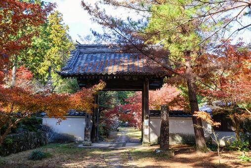 天祐寺の紅葉 天祐寺,お寺,紅葉の写真素材