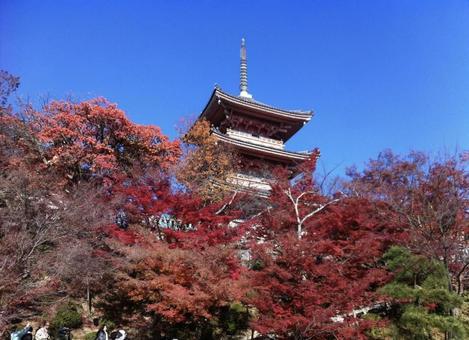 紅葉と五重塔 京都,五重塔,観光の写真素材