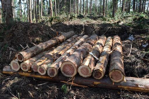 切り出された杉の丸太 山形県の森林 杉の丸太,丸太,杉の木の写真素材