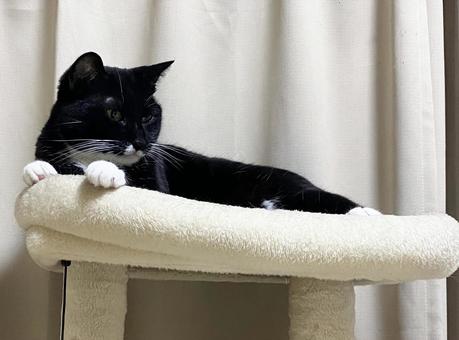 猫_黒猫 猫_黒猫の写真