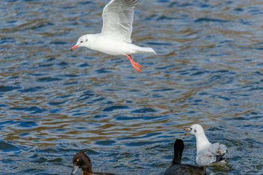 A collaboration between black-headed gulls and other waterfowl flying over the water, JPG A collaboration between black-headed gulls and other waterfowl flying over the water, JPG