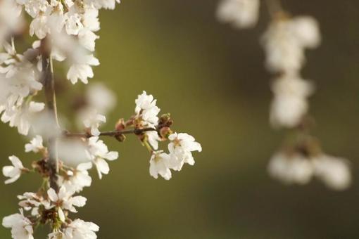 Weeping cherry tree, JPG Weeping cherry tree, JPG