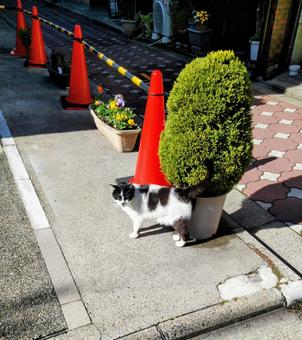地域ネコ 京都 地域ネコ 京都 道,地域,猫の写真素材