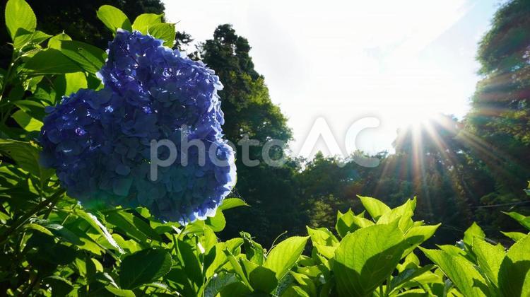 紫陽花 あじさい,６月,風景の写真素材