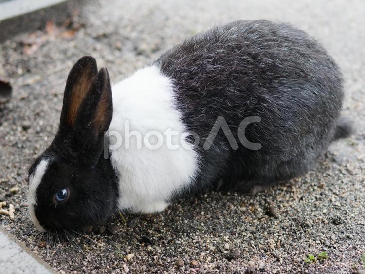 大久野島の白黒ウサギ ウサギ,かわいい,動物の写真素材