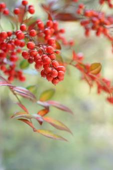 南天 南天 南天,ナンテン,秋の写真素材