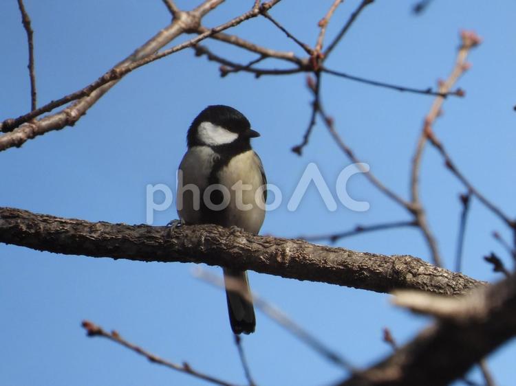 小根山野鳥の森で撮ったシジュウカラ バードウォッチング,野鳥,野生の写真素材