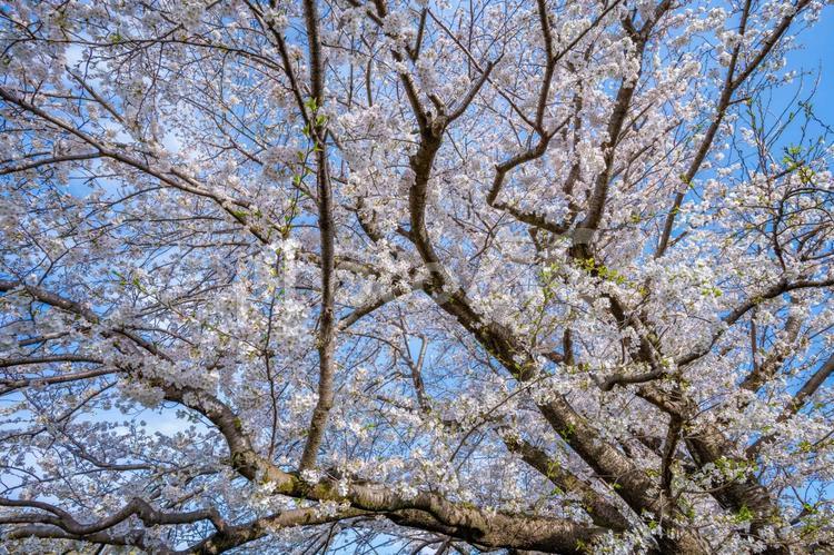 東京都　調布市　野川に咲く桜 調布市,東京,多摩川の写真素材