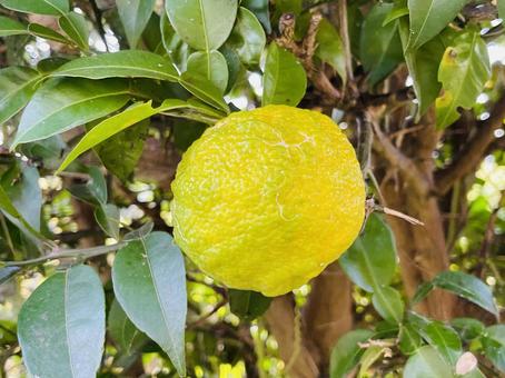 柚子の実が色づく家庭菜園の風景 柚子,ゆず,家庭菜園の写真素材