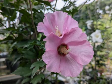 Photo, muggets, flower, gardening, 