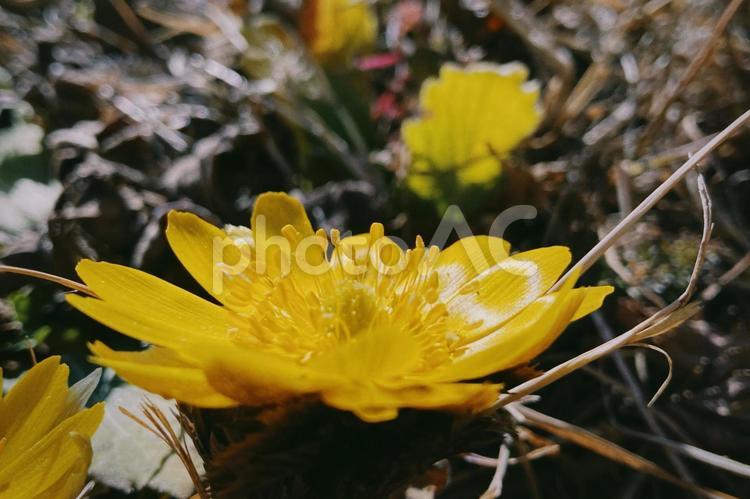野原に咲いた福寿草の花 福寿草,２月,フクジュソウの写真素材