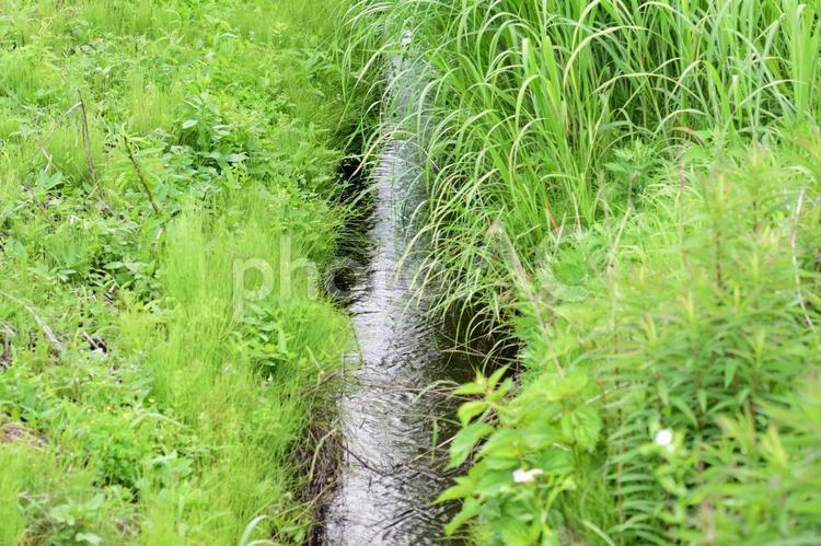 田んぼの用水堀 田んぼ,用水堀,川の写真素材