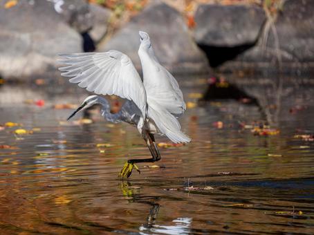水辺のコサギ コサギ,鳥,野鳥の写真素材