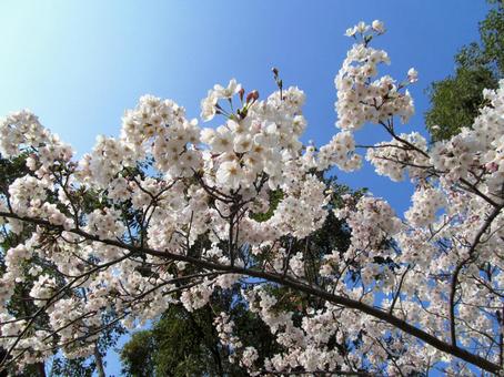桜と青空 桜と青空の写真